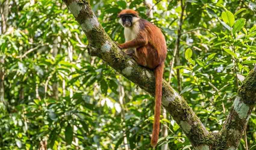 Preuss's red colobus facts, distribution & population | BioDB
