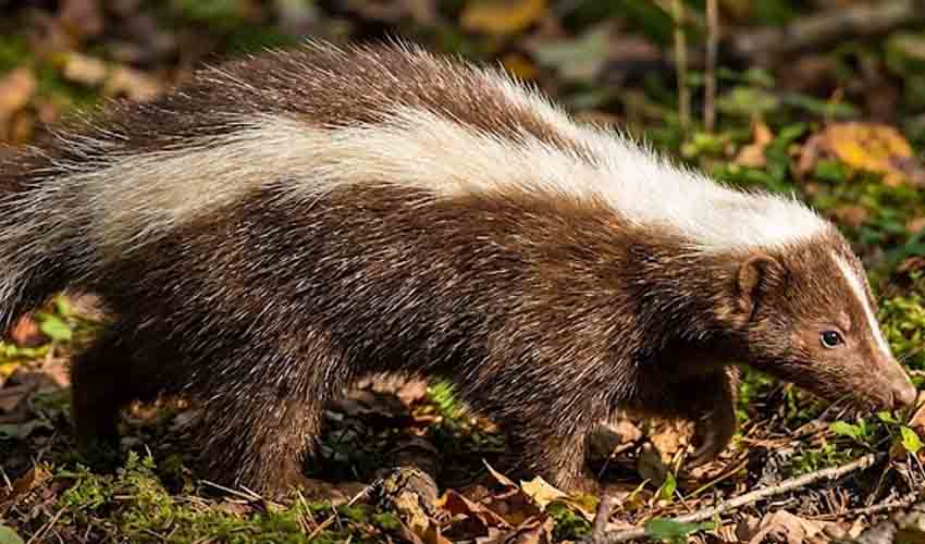 Striped hog-nosed skunk facts, distribution & population | BioDB