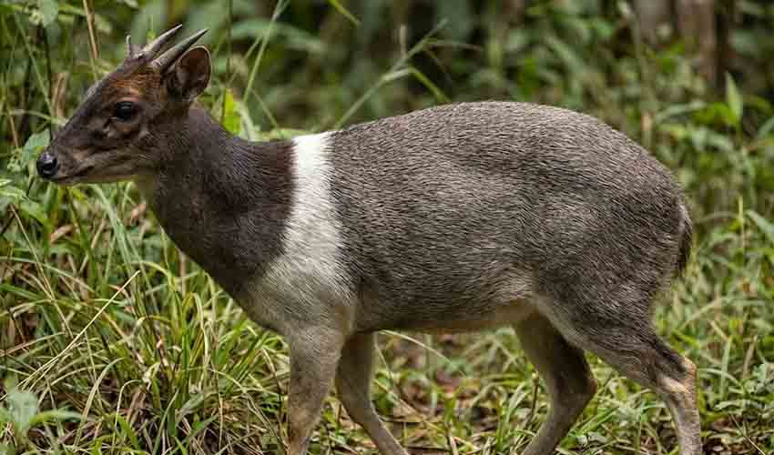 Marsof Duiker Jentink's duiker facts, distribution & population | BioDB