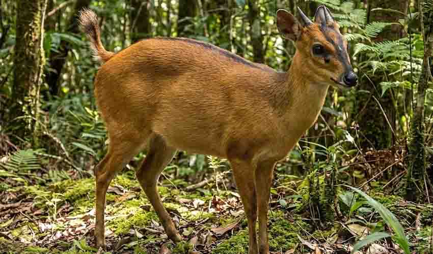 Ogilby's duiker facts, distribution & population | BioDB