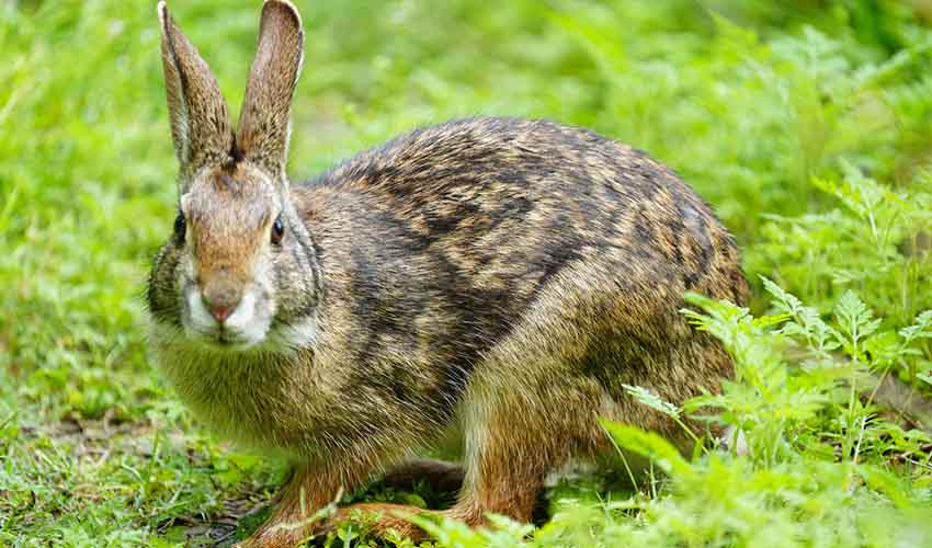 Swamp rabbit facts, distribution & population | BioDB
