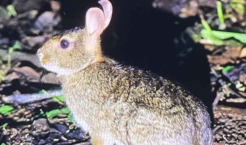 Central American tapeti facts, distribution & population | BioDB