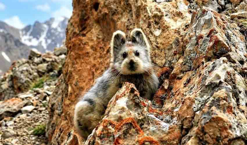 Ili pika facts, distribution & population | BioDB