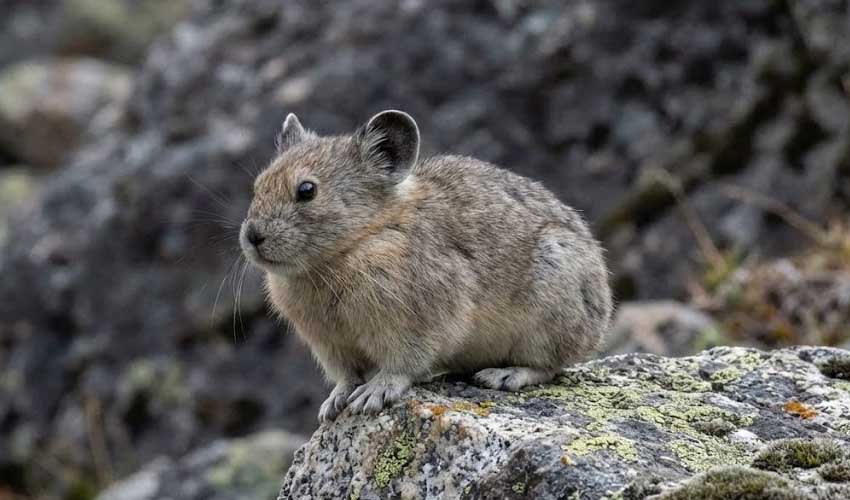 Koslov's pika facts, distribution & population | BioDB