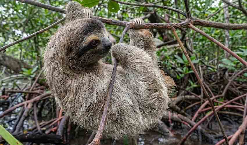 Sloth Distribution Pygmy three-toed sloth facts, distribution & population | BioDB