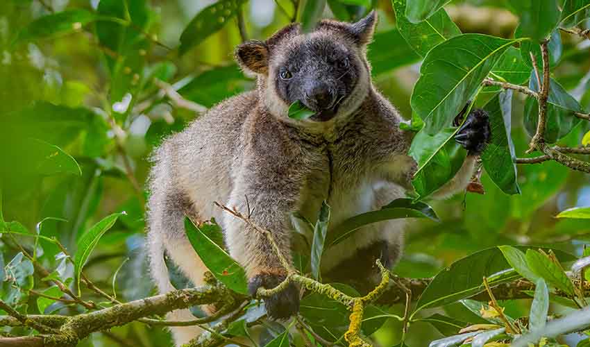Lumholtz's tree-kangaroo facts, distribution & population | BioDB