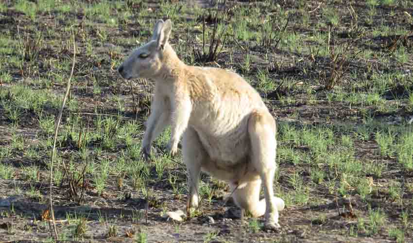 Northern nail-tail wallaby facts, distribution & population | BioDB