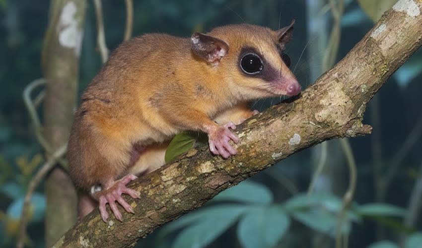 Opsson Mouse Robinson's mouse opossum facts, distribution & population | BioDB