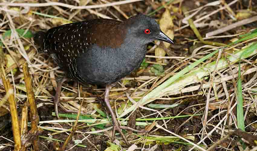 Black rail facts, distribution & population | BioDB