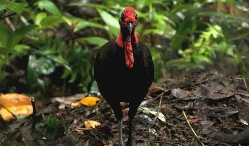 Waigeo Rats Waigeo brushturkey facts, distribution & population | BioDB