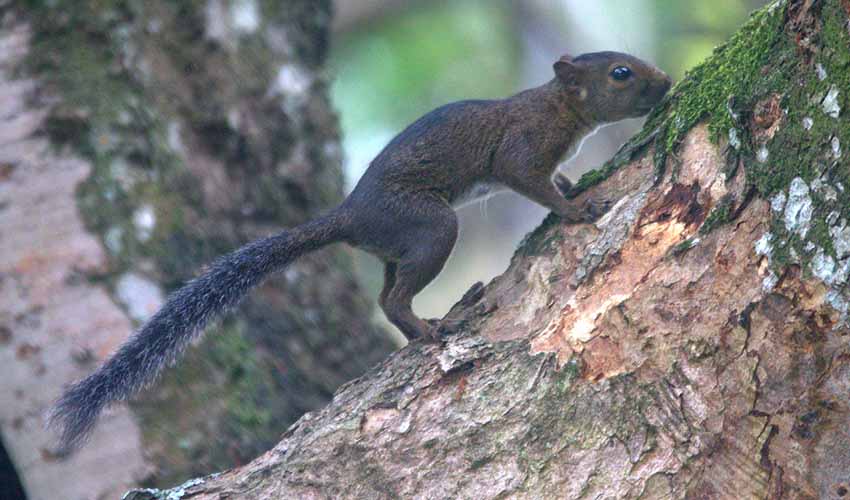 Santander dwarf squirrel facts, distribution & population | BioDB