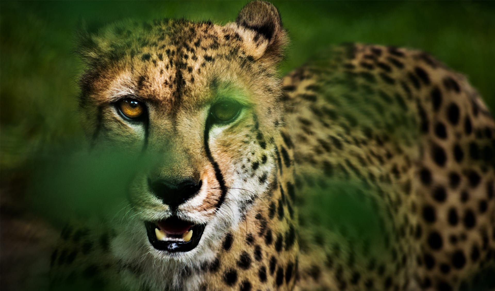 Reticulated python facts, distribution & population | BioDB