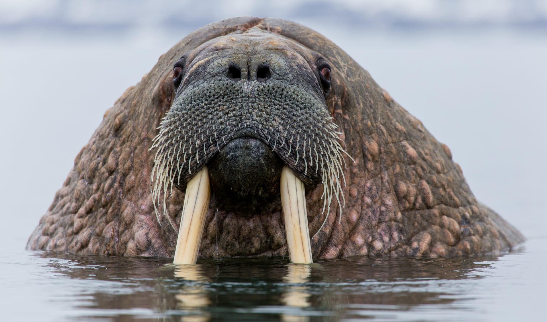 Walrus facts distribution population BioDB