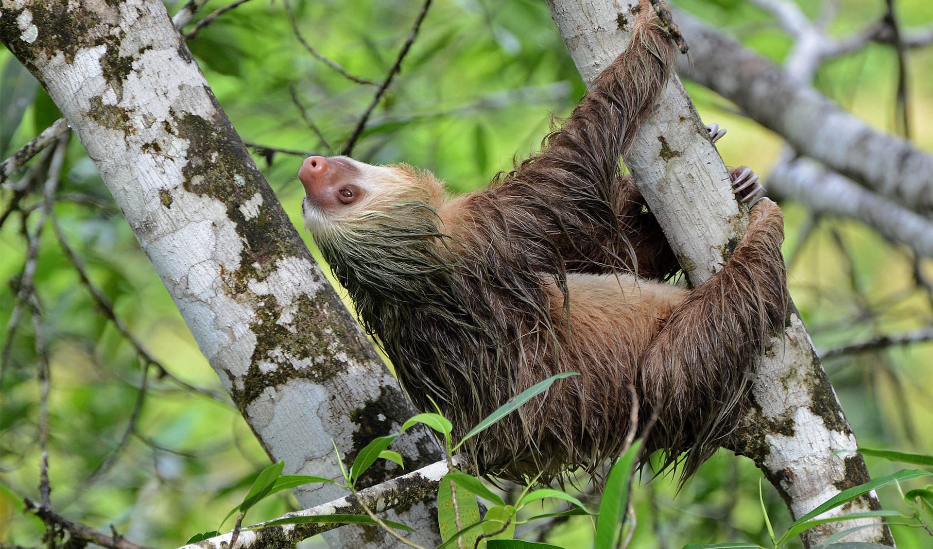 Hoffmann's two-toed sloth facts, distribution & population | BioDB