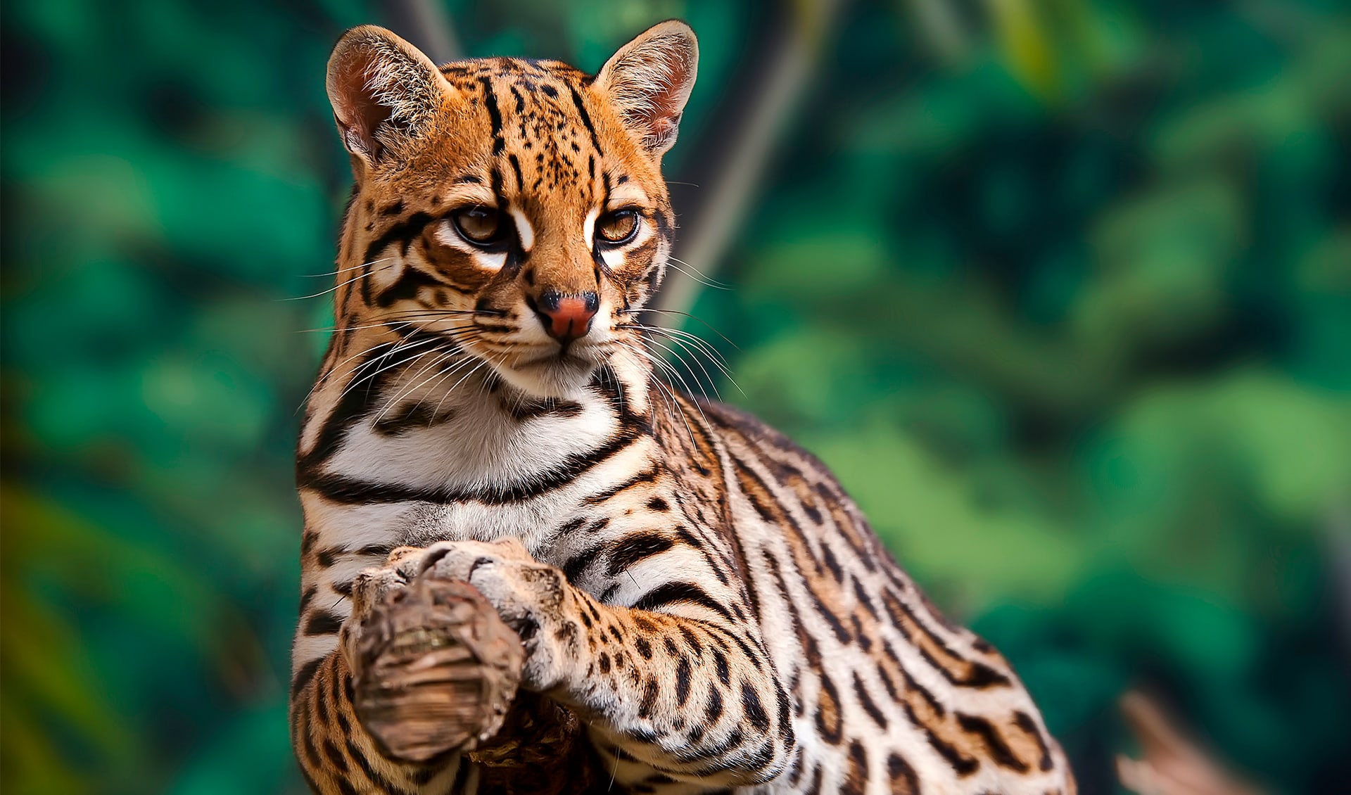 Ocelot facts, distribution & population | BioDB