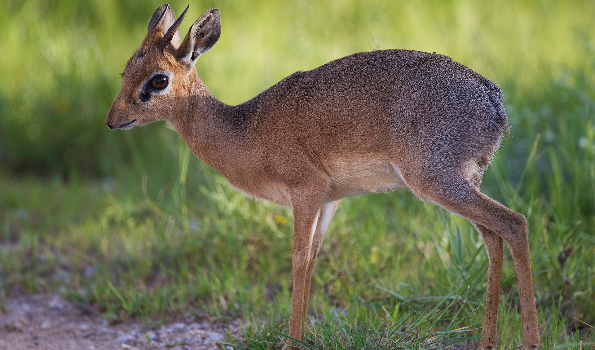 Kirk #39 s dik dik facts distribution population BioDB