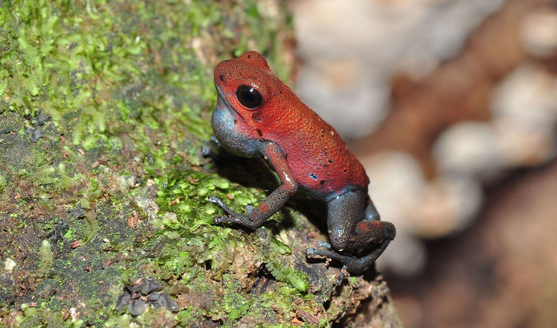 Pioison Color Strawberry poison dart frog facts, distribution & population | BioDB