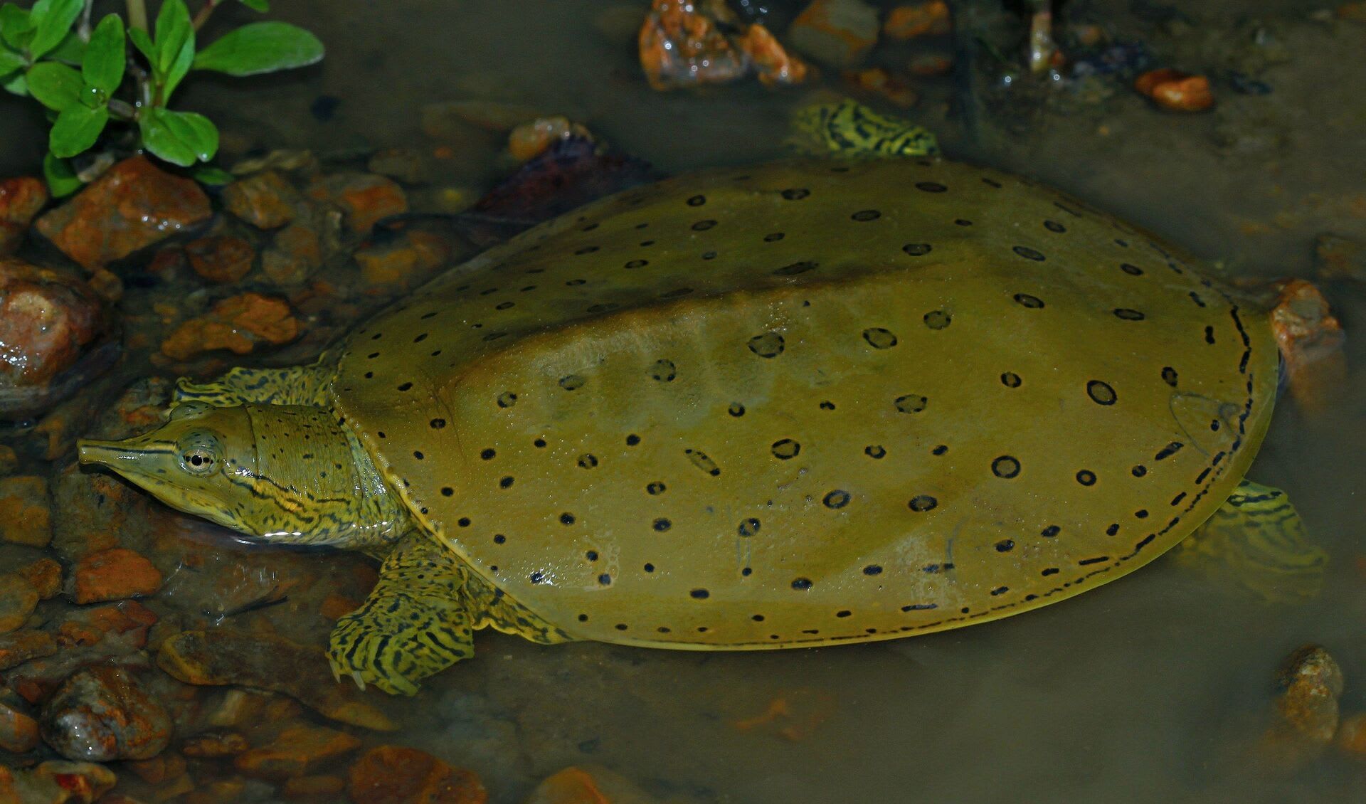 Spiny softshell turtle facts distribution population BioDB Spiny softshell turtle facts distribution population BioDB