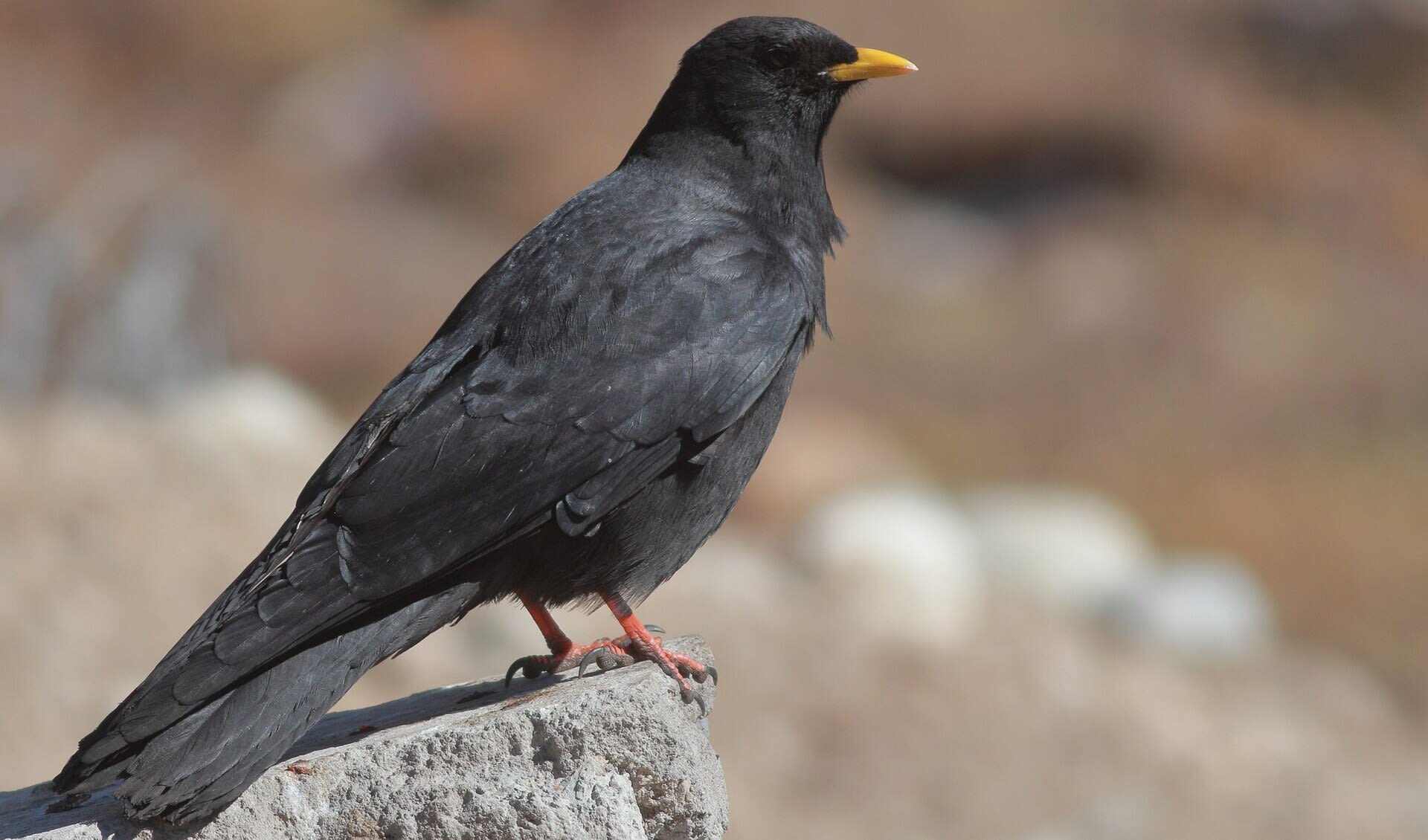Alpine / Yellow billed chough facts, distribution & population | BioDB
