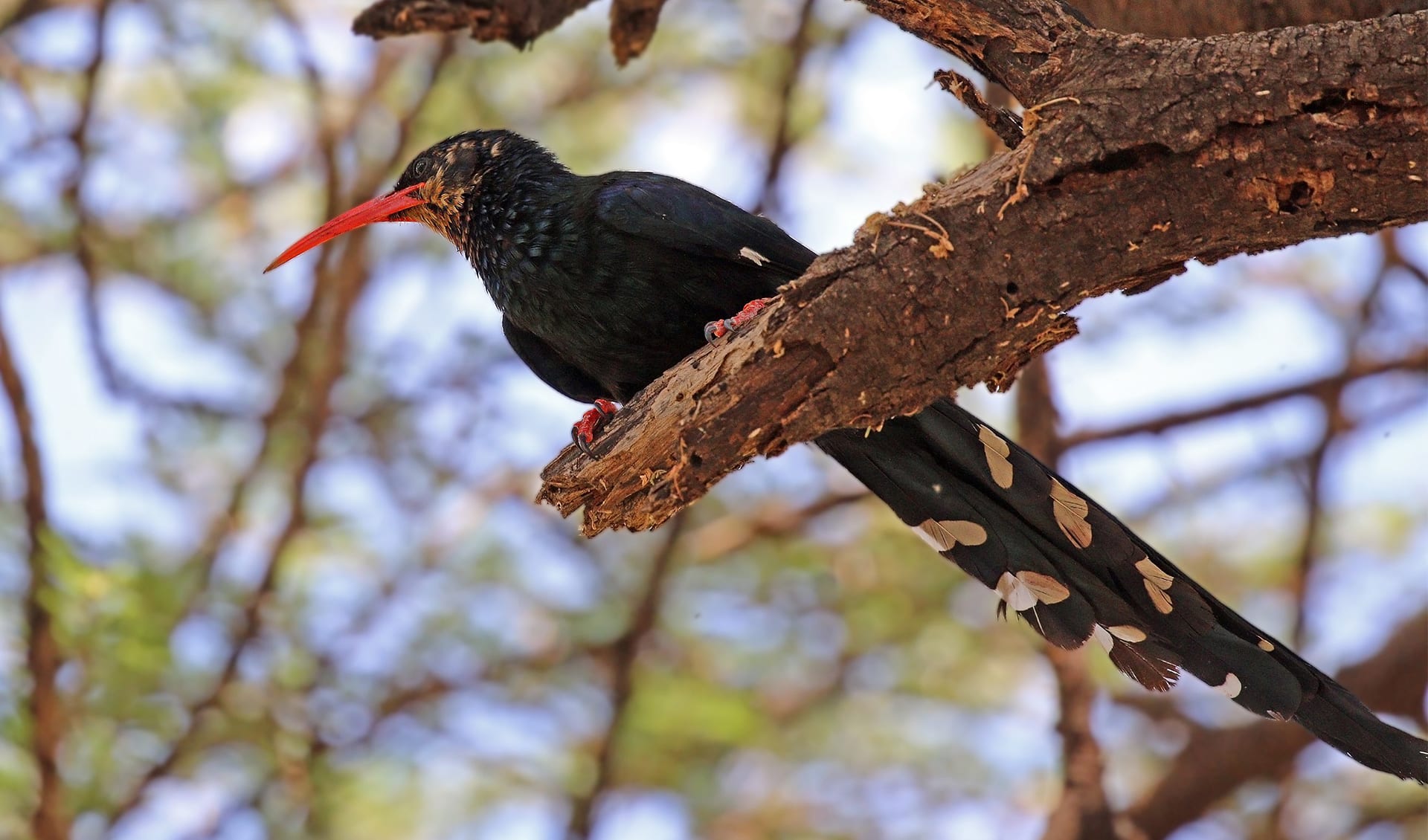 Green wood hoopoe facts, distribution & population | BioDB