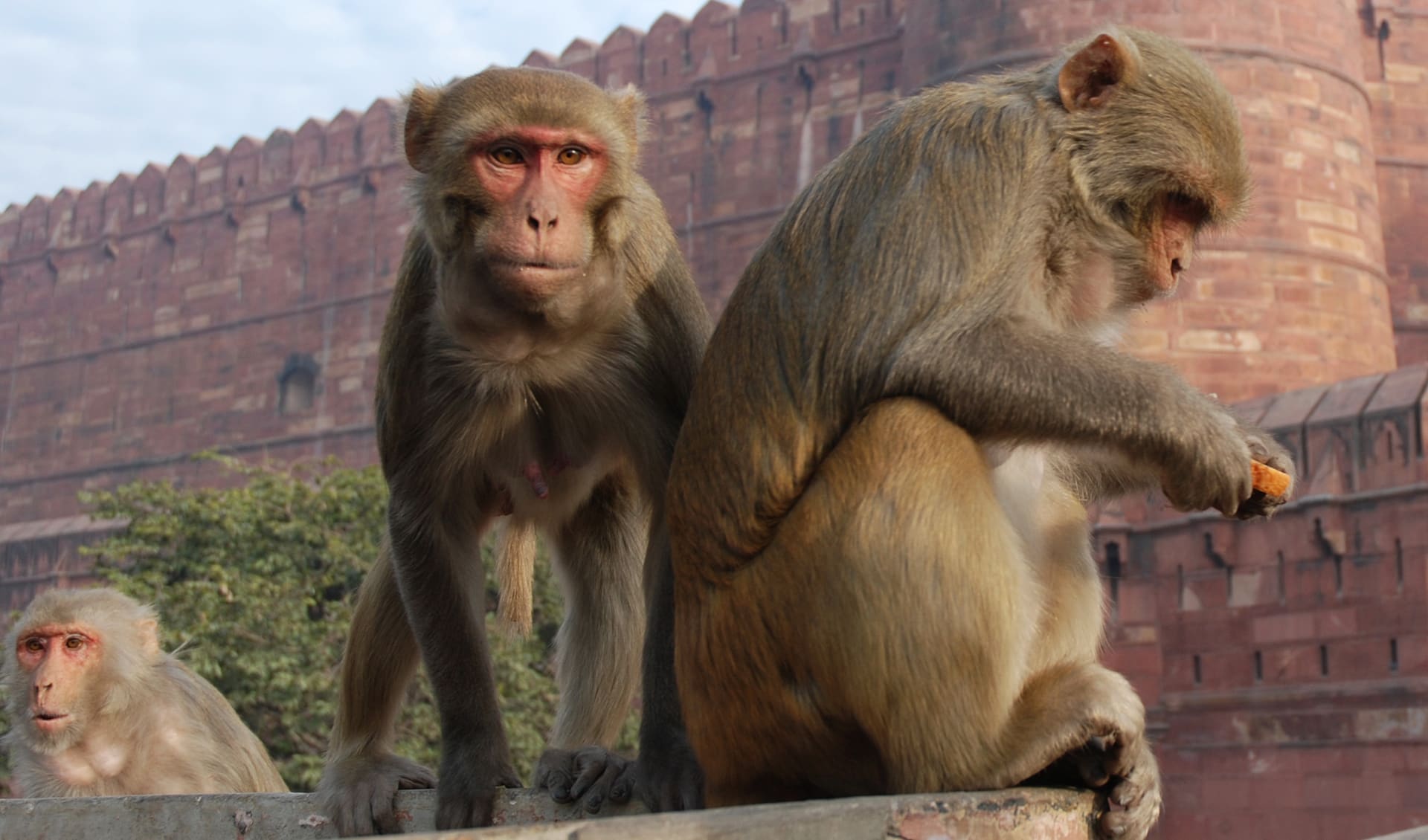 Blogspot Rhesus Macaque Rhesus macaque facts, distribution & population | BioDB
