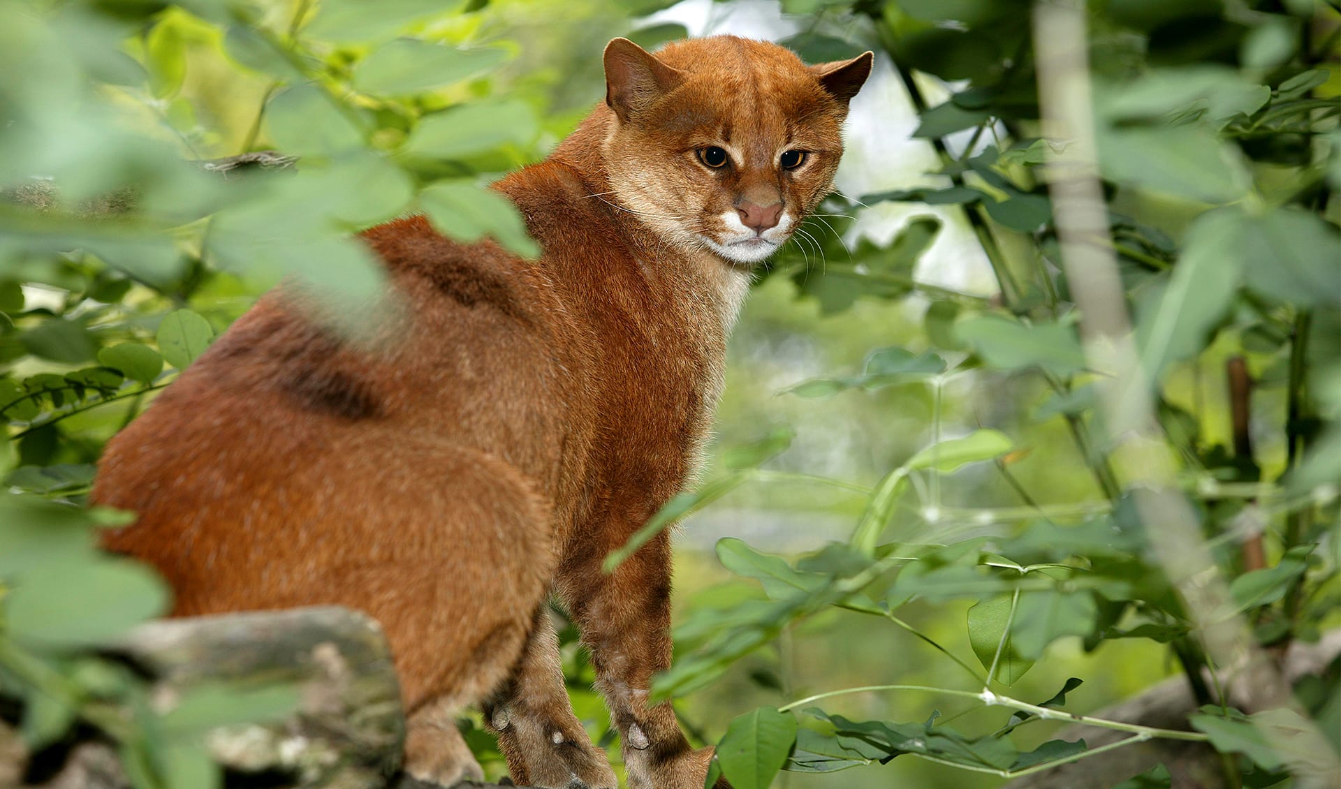 Jaguar Rundy Jaguarundi facts, distribution & population | BioDB