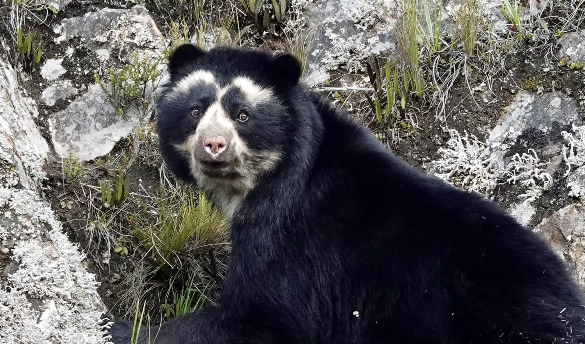 Spectable Ebar Spectacled bear facts, distribution & population | BioDB