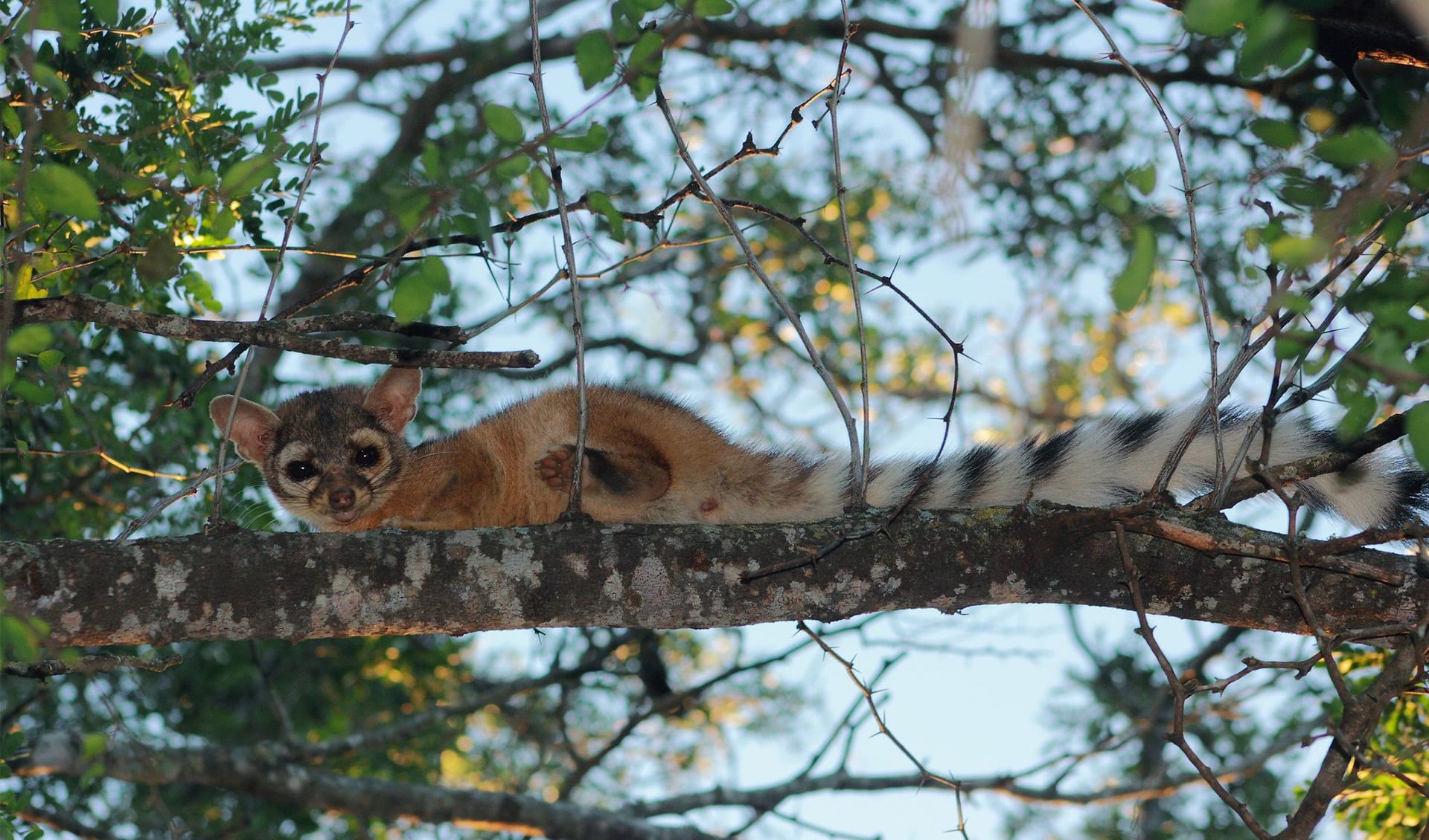 Ringtail facts, distribution & population | BioDB