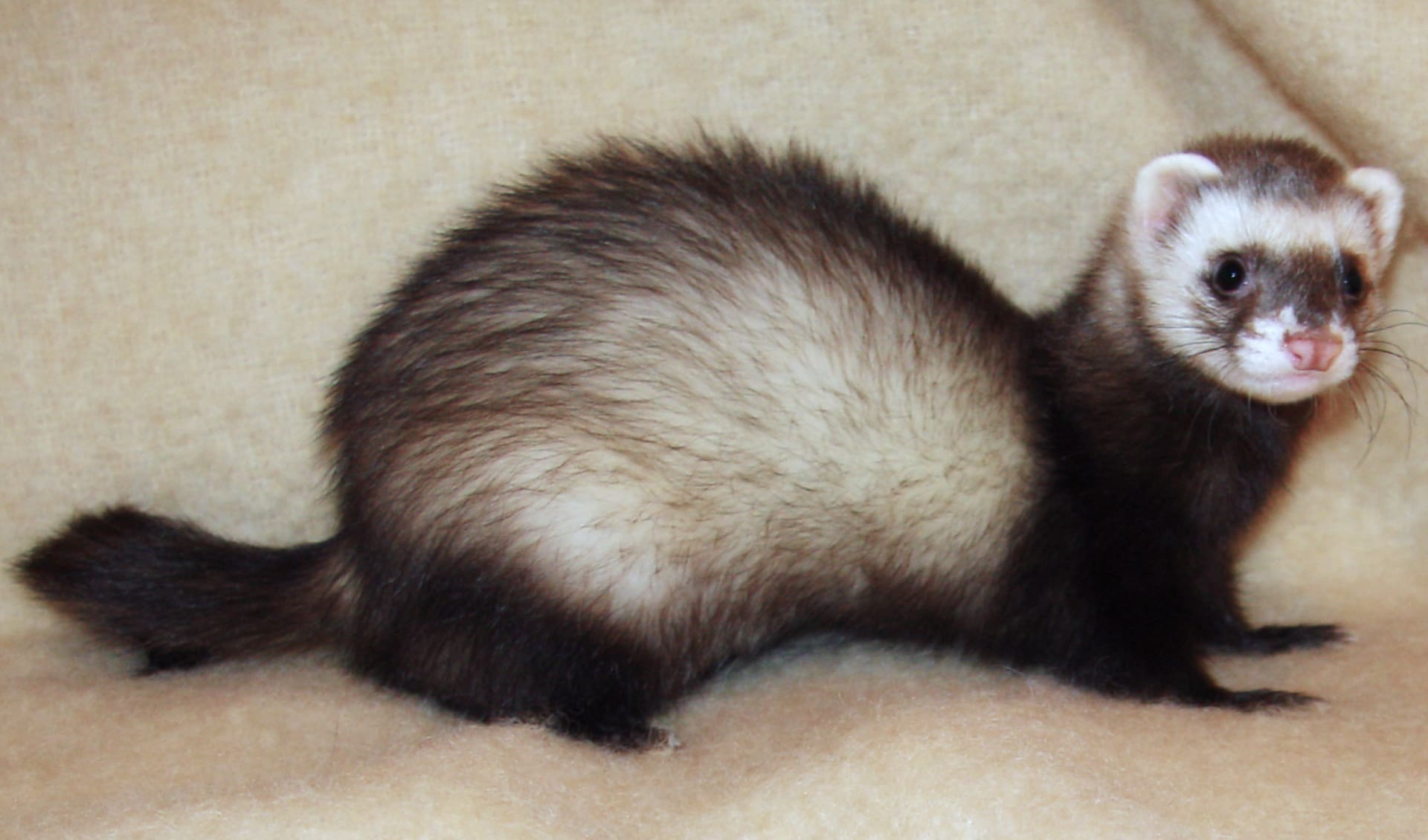 Ferret facts, distribution & population | BioDB