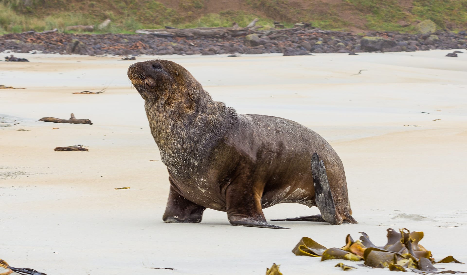 Sea Lion Images New Zealand sea lion facts, distribution & population | BioDB