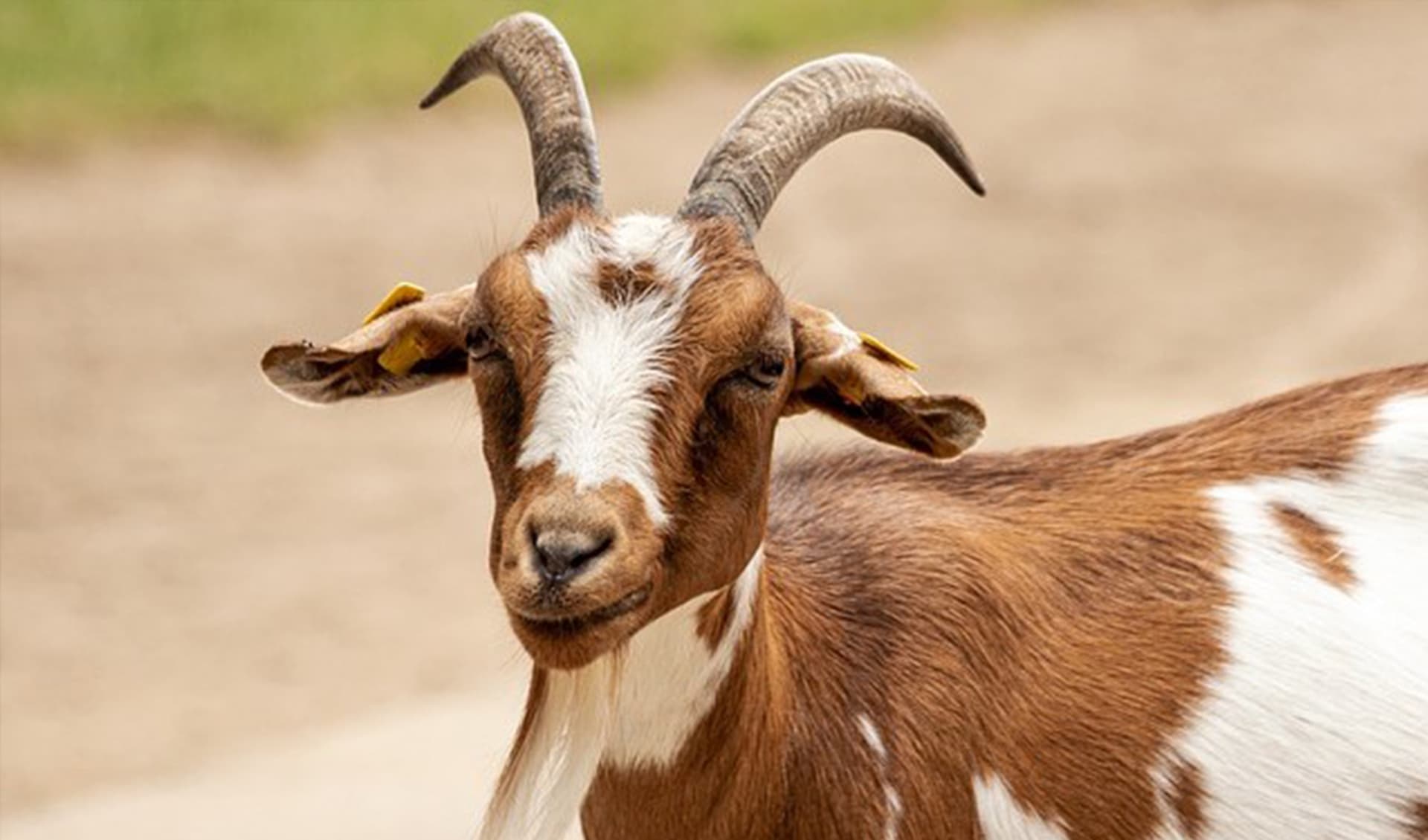 Goat Parvo Outbreak What You Need To Know Now - c5pzndj