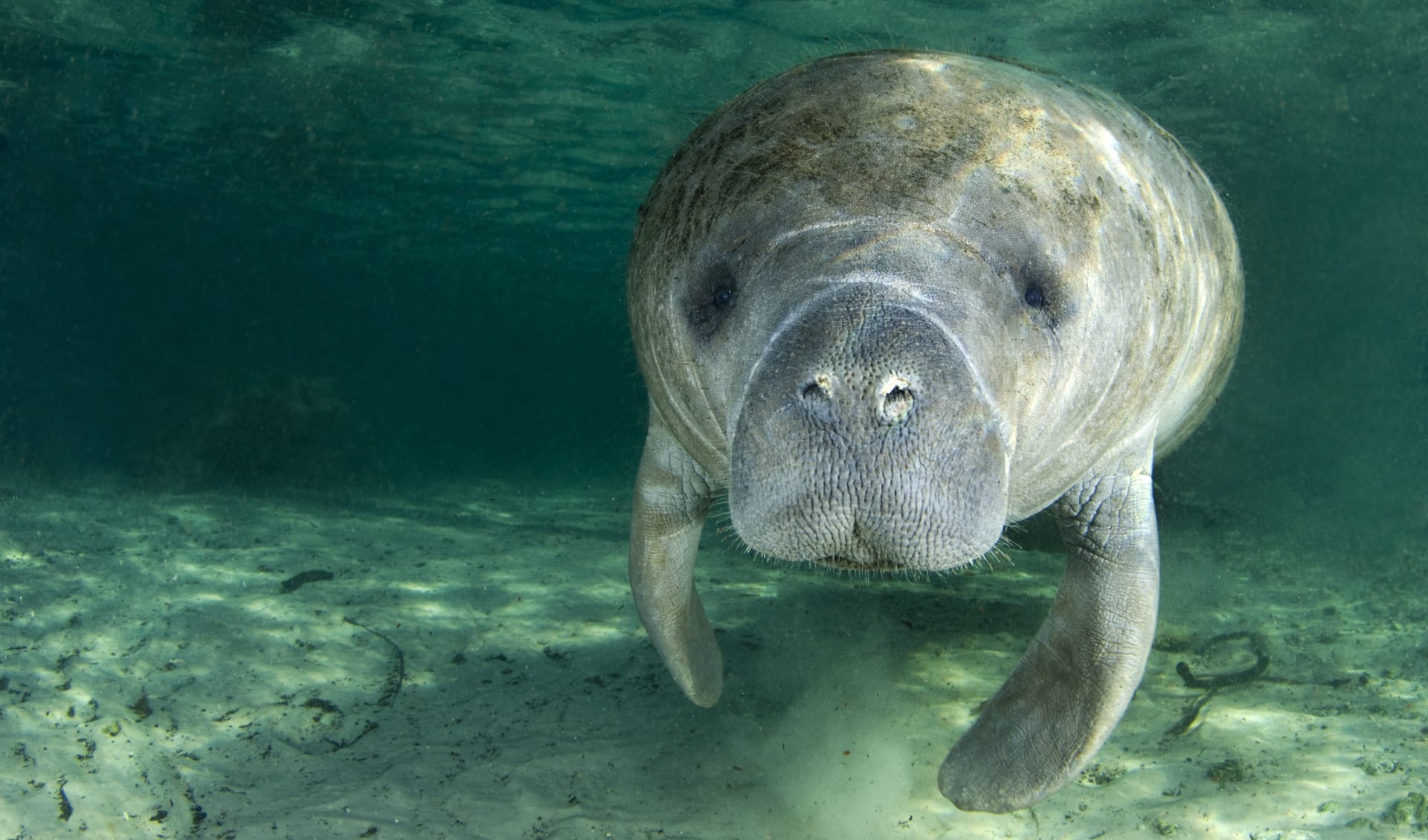 West Indian manatee facts distribution population BioDB