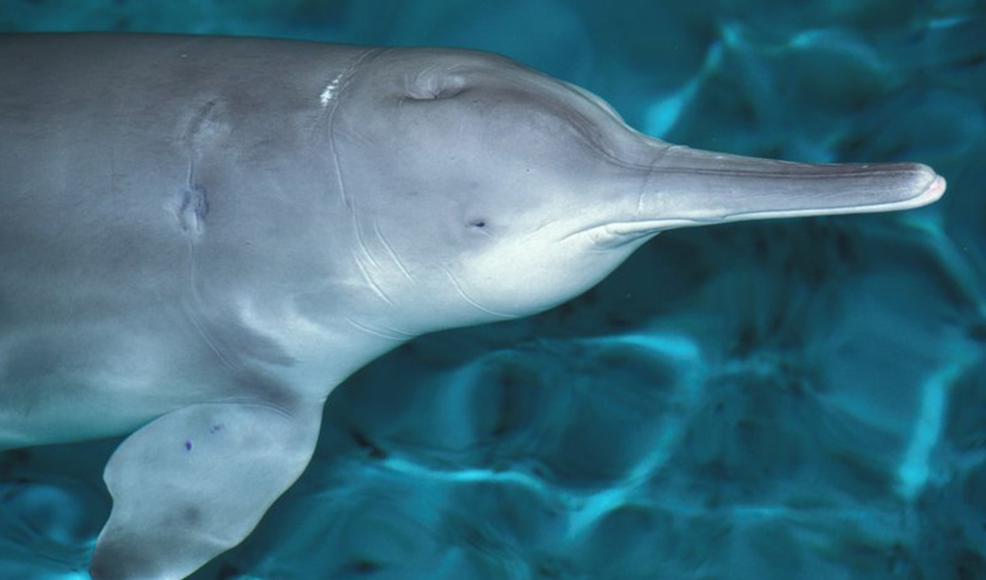 Chinese river dolphin facts, distribution & population | BioDB