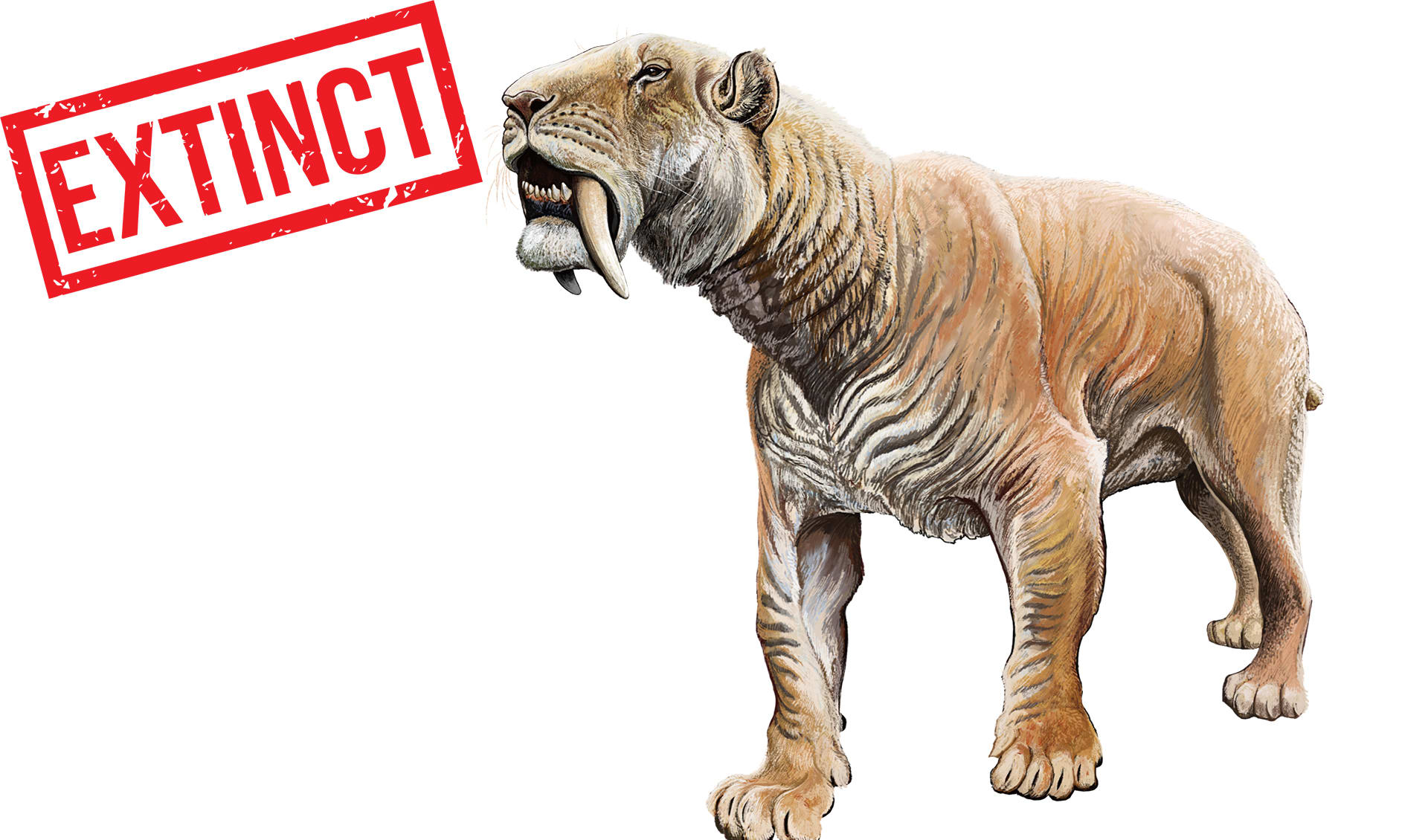 Saber-toothed tiger facts, distribution & population | BioDB