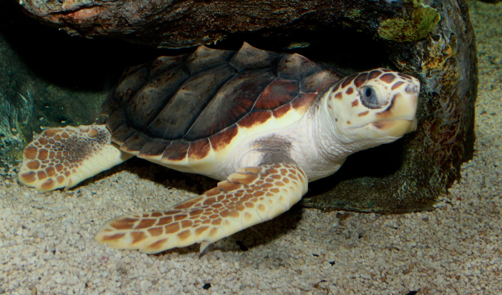Cheloniidae – Modern sea turtles: facts, distribution & population | BioDB