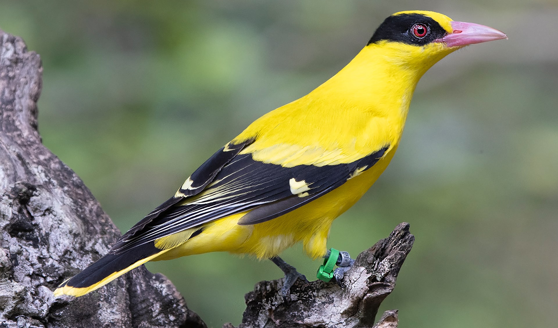 Black-naped oriole facts, distribution & population | BioDB