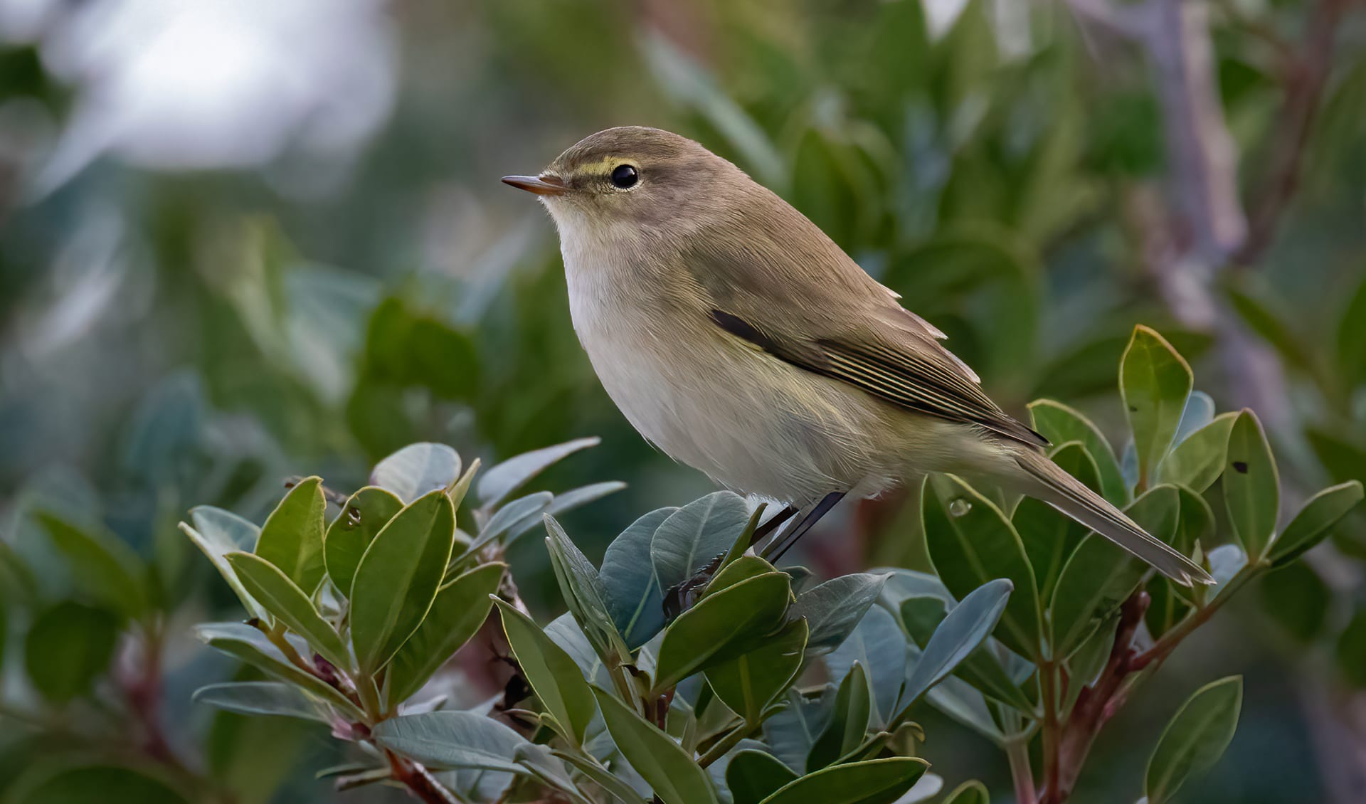 Chiffchaff Invention Common chiffchaff facts, distribution & population | BioDB