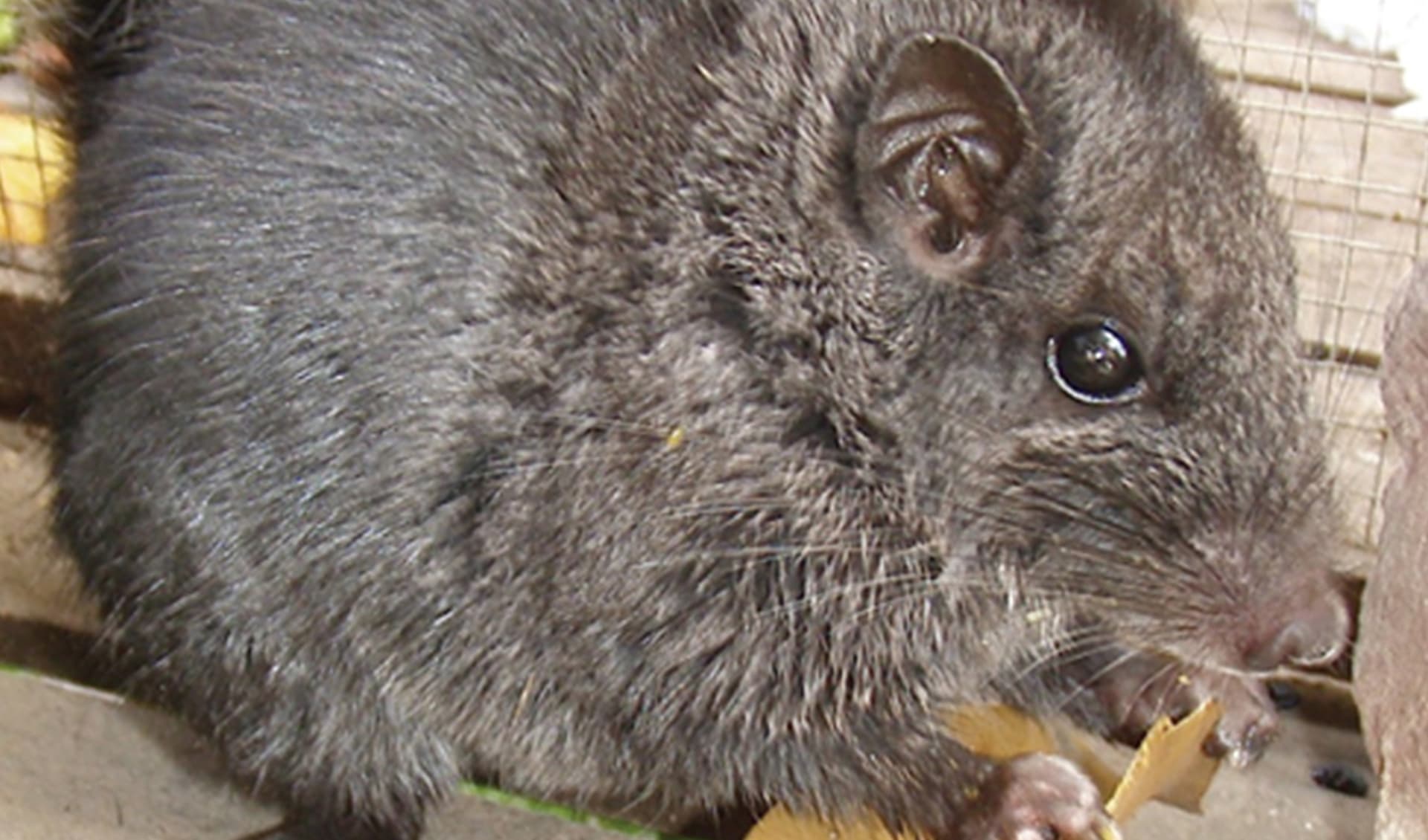 Rodentia – Rodents: facts, distribution & population | BioDB