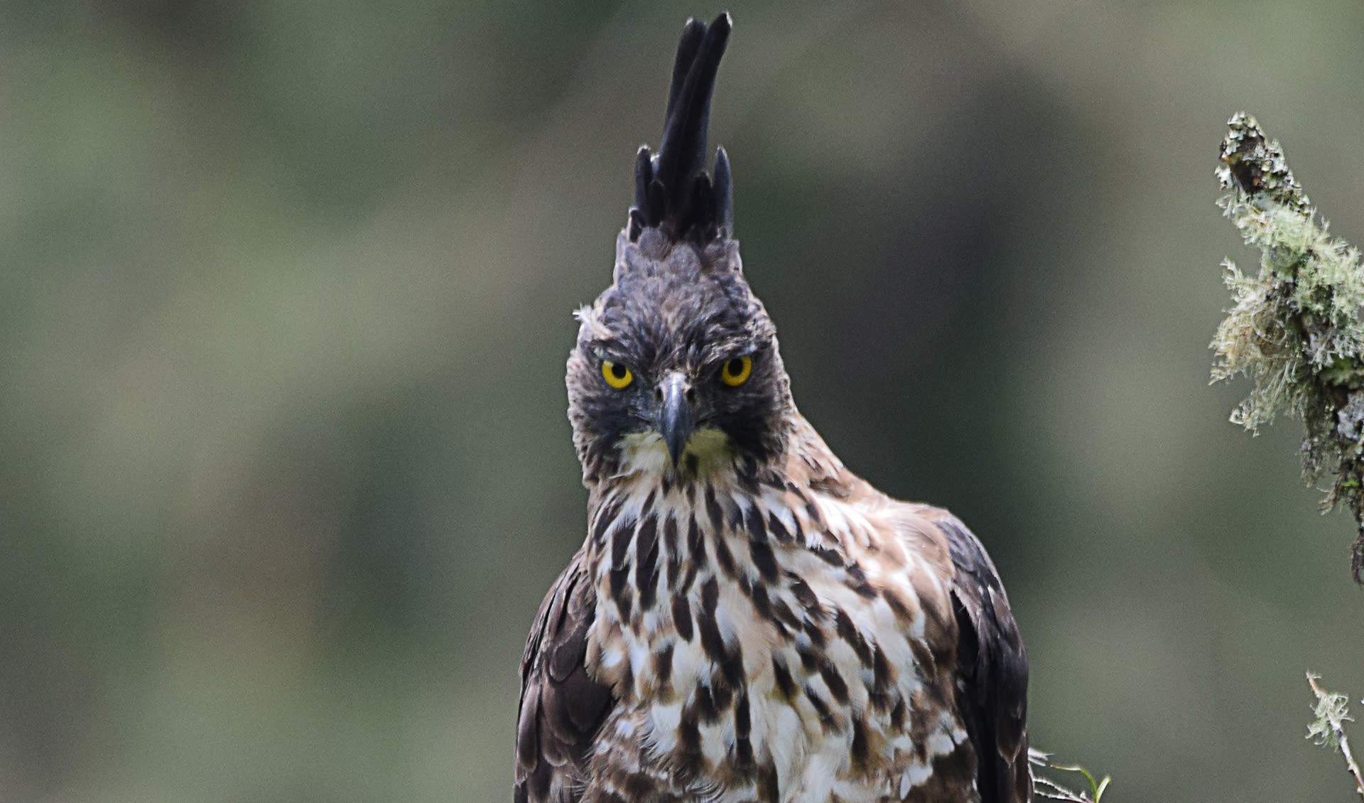 Javan hawk-eagle facts, distribution & population | BioDB