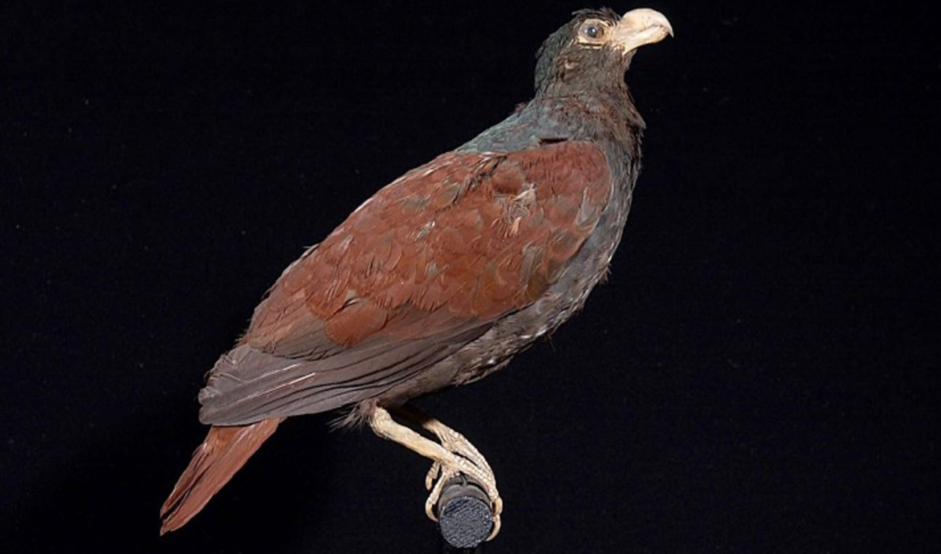 Manumea Tooth-billed pigeon facts, distribution & population | BioDB