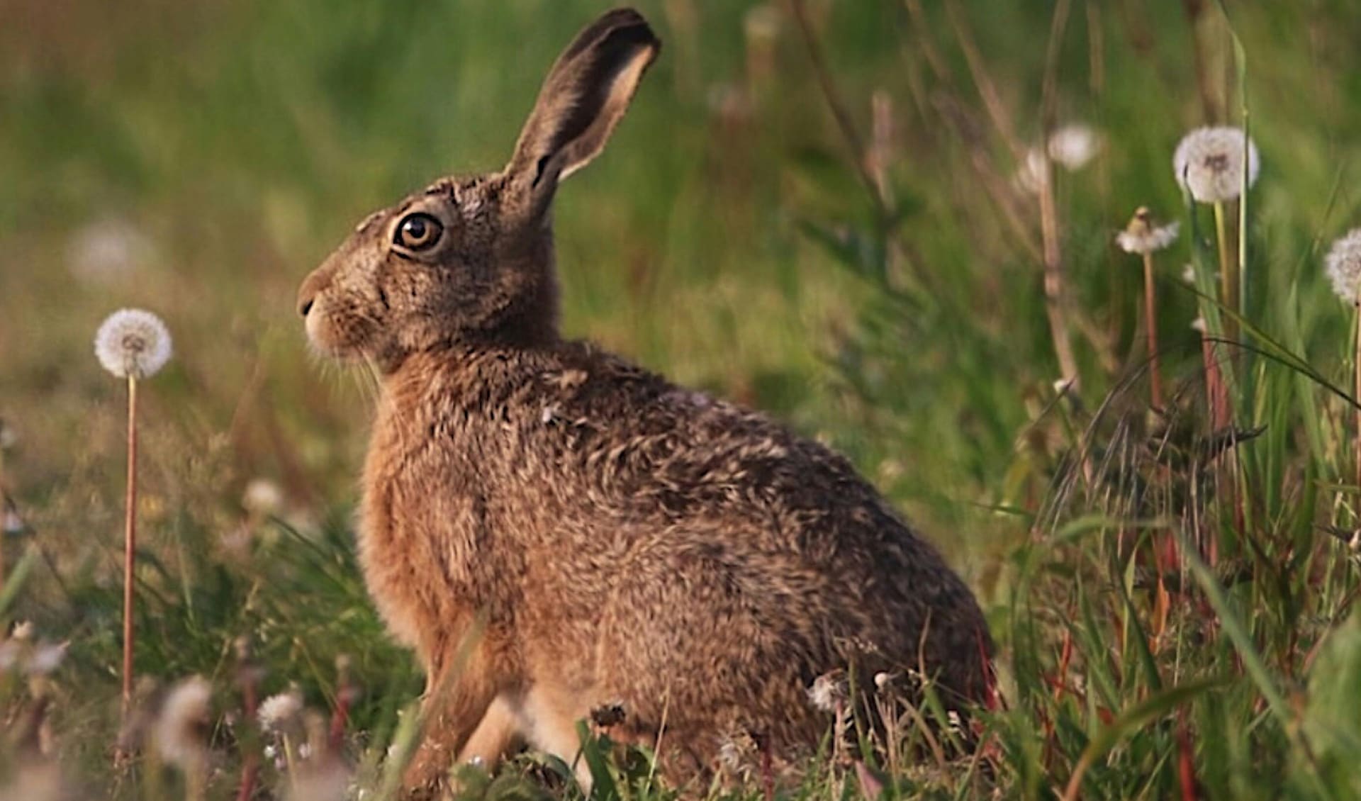 European Rabbit Hare European hare facts, distribution & population | BioDB