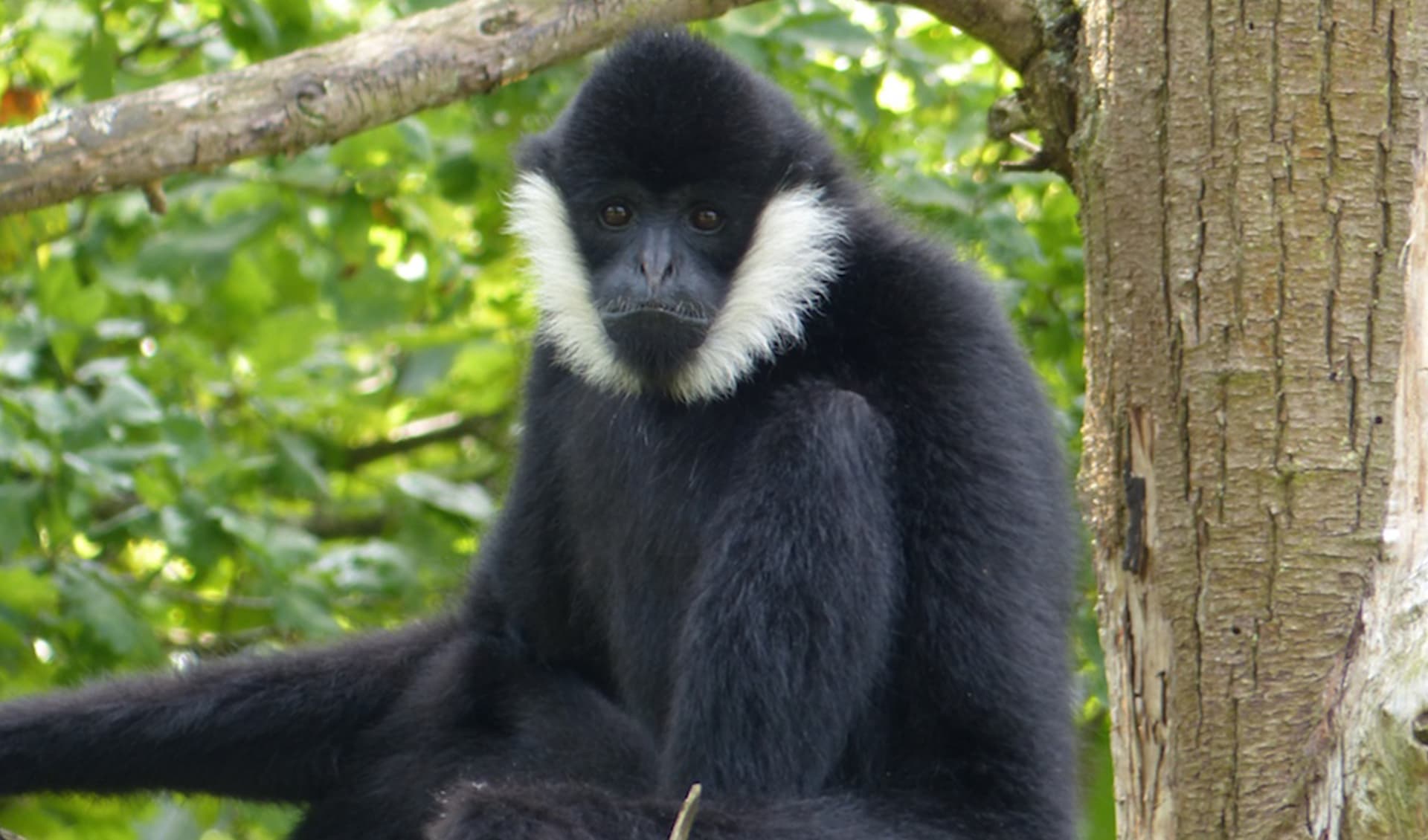 Black crested gibbon facts, distribution & population | BioDB