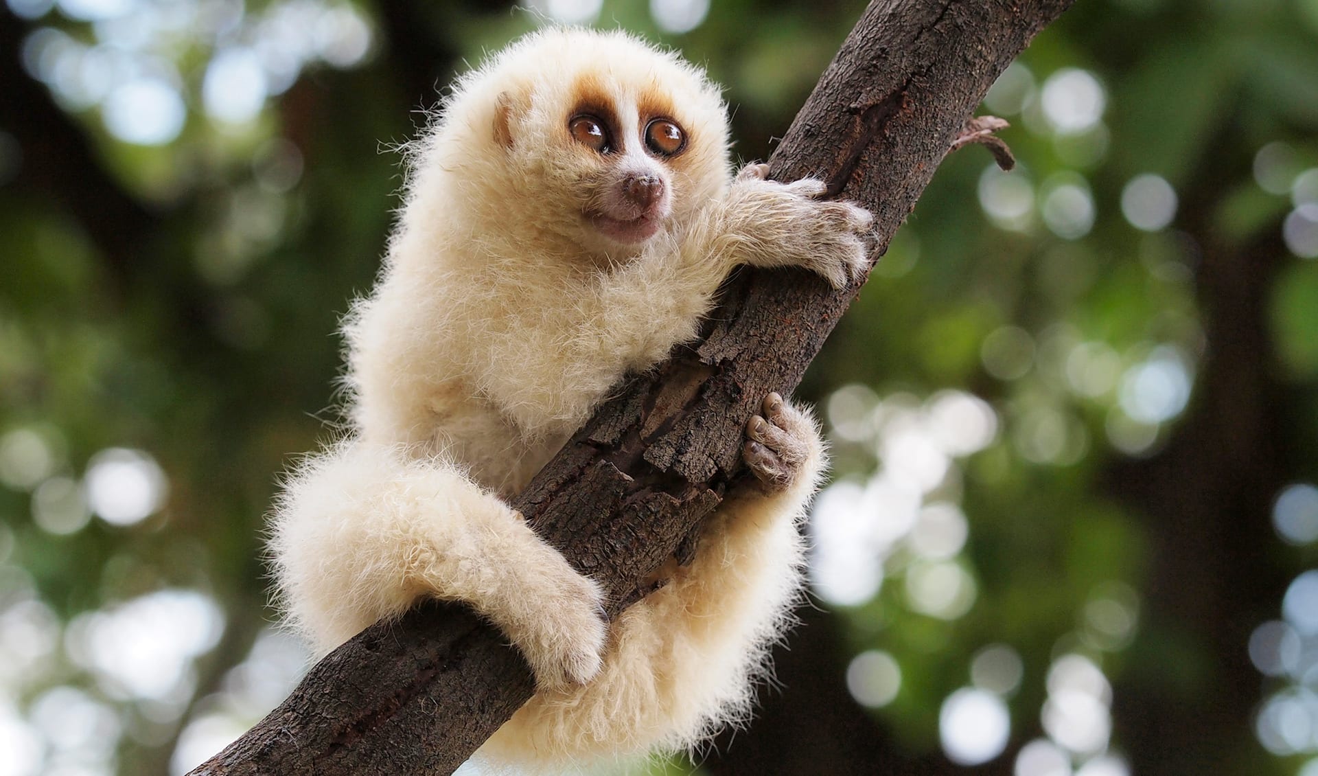 Java Slow Loris Javan slow loris facts, distribution & population | BioDB