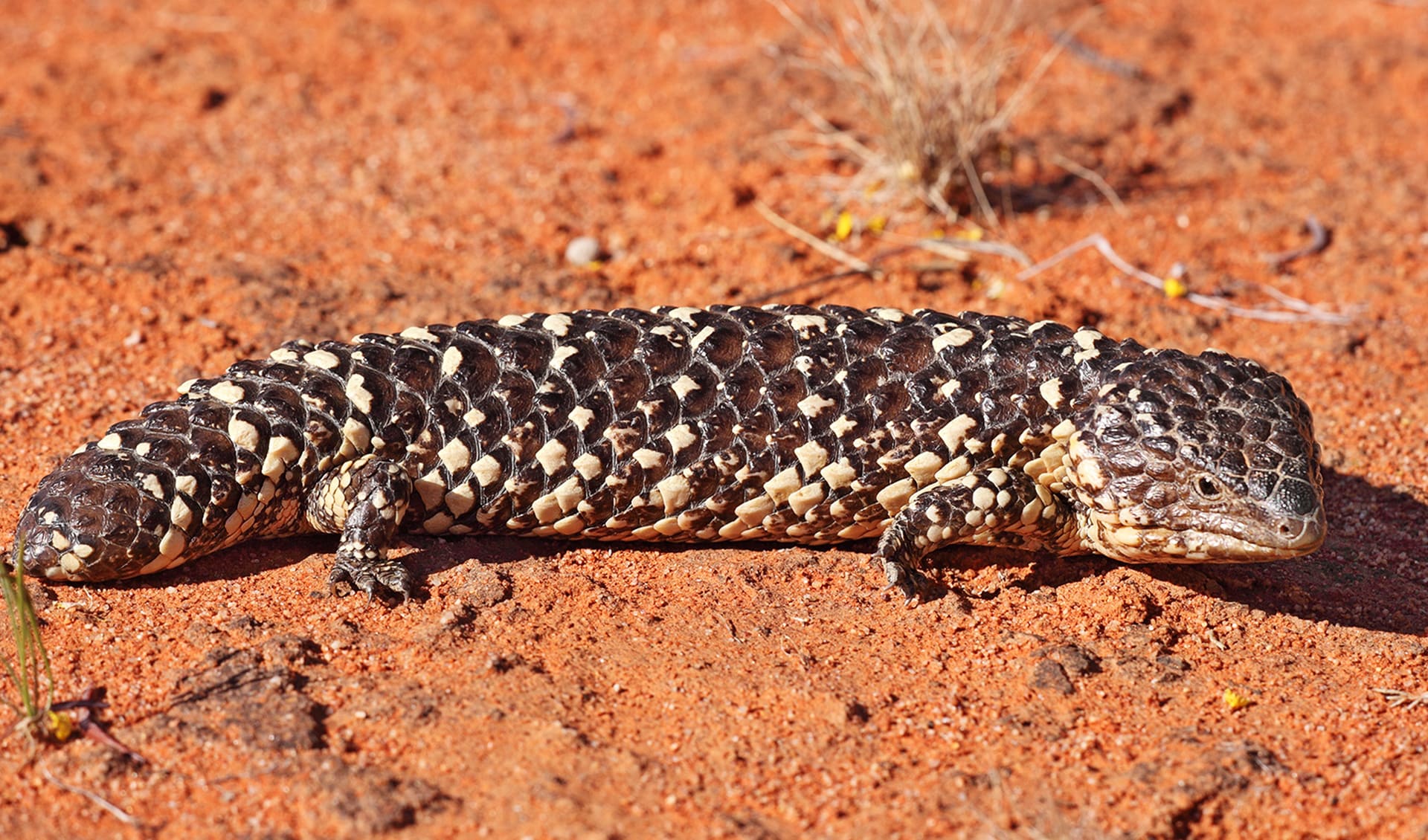 Shingleback lizard facts, distribution & population | BioDB