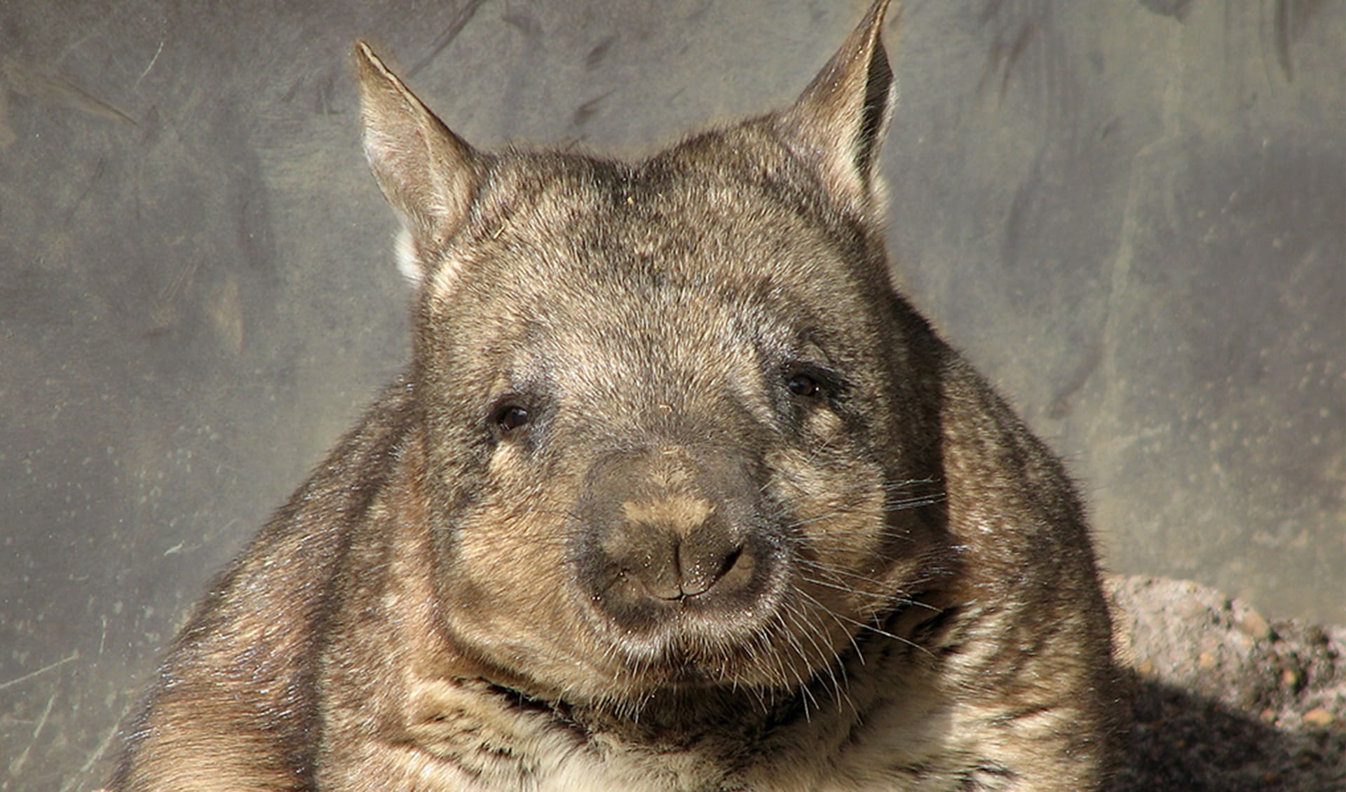 Lasiorhinus - Hairy-nosed wombats: facts, distribution & population | BioDB