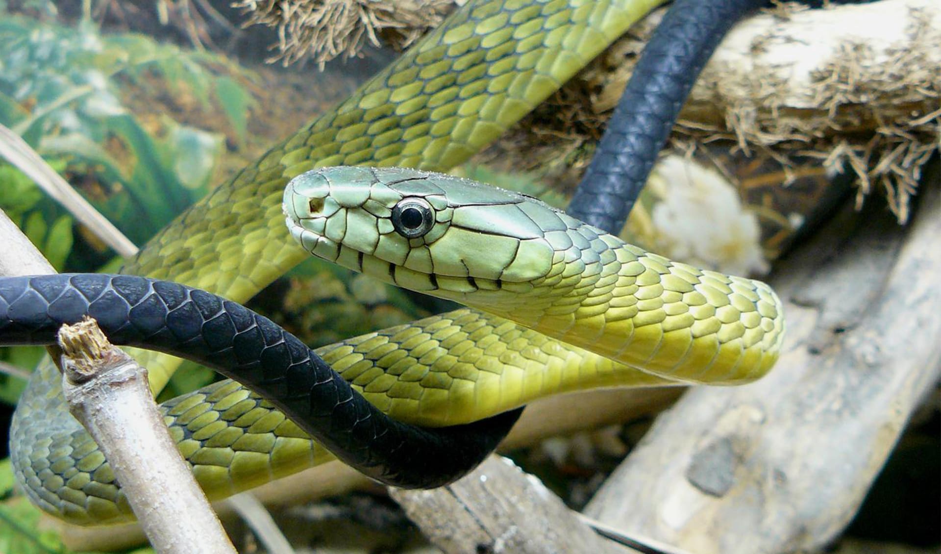 Jameson's mamba facts, distribution & population | BioDB