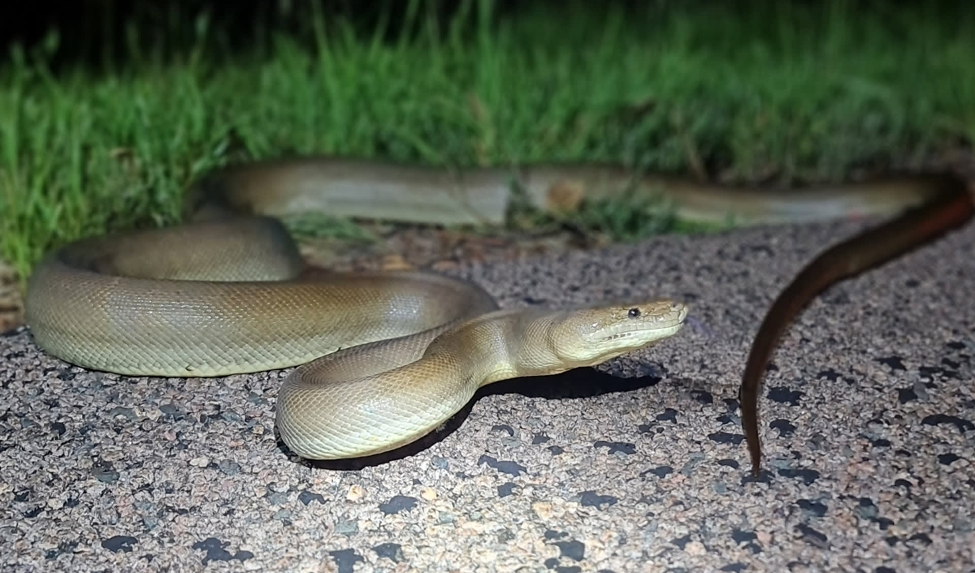 Pythonidae – Pythons: facts, distribution & population | BioDB