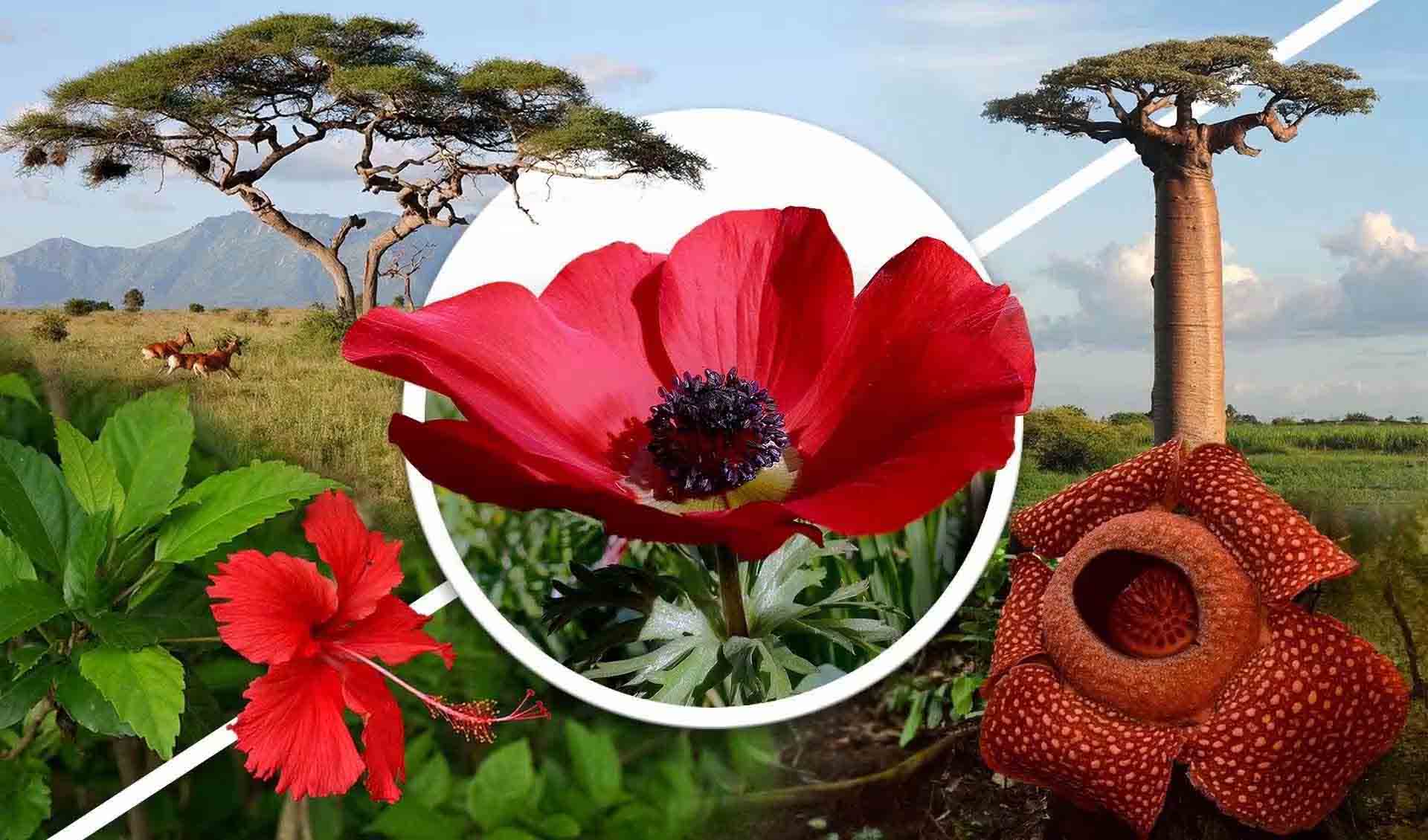 gi plant shop GI: Glaze Lily – made with april
