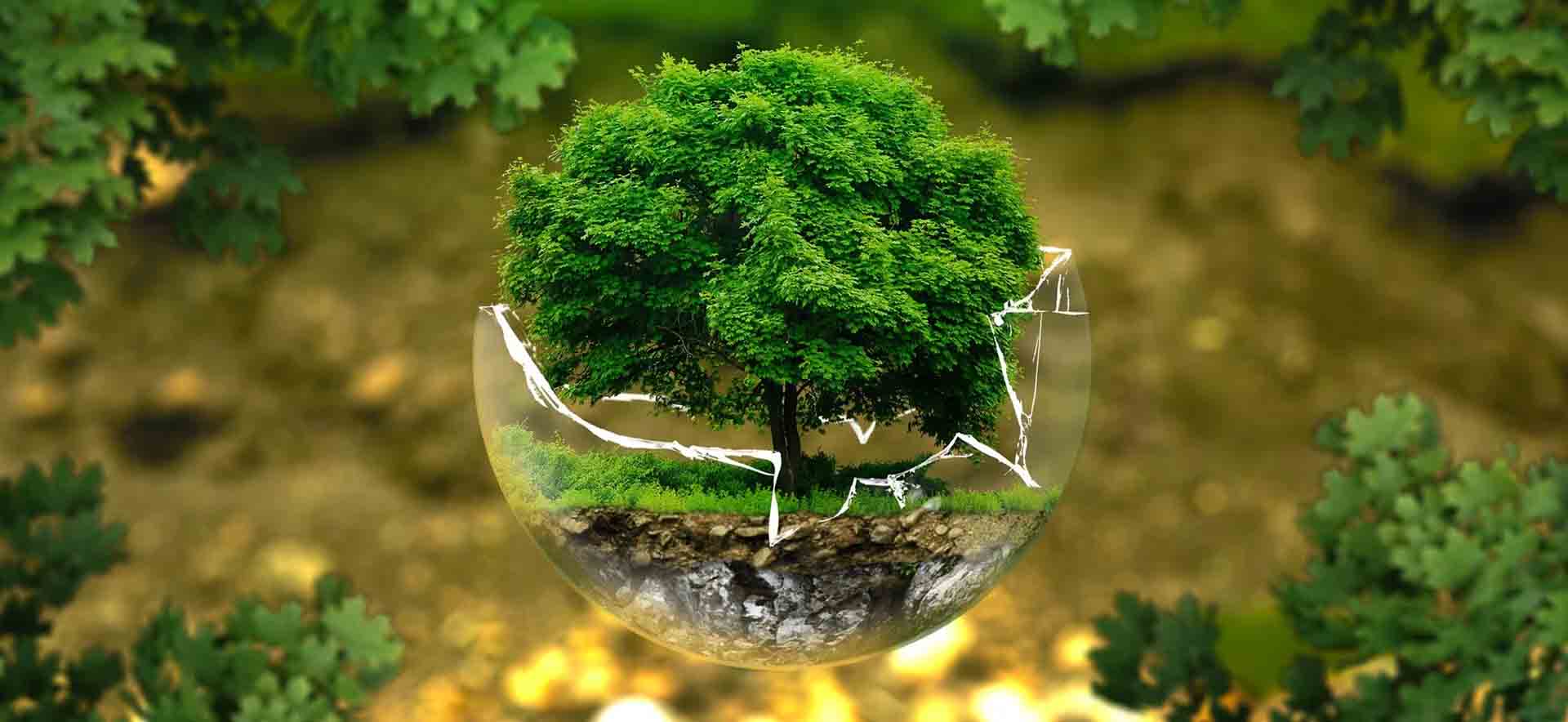 Ratification of CBD | BioDB