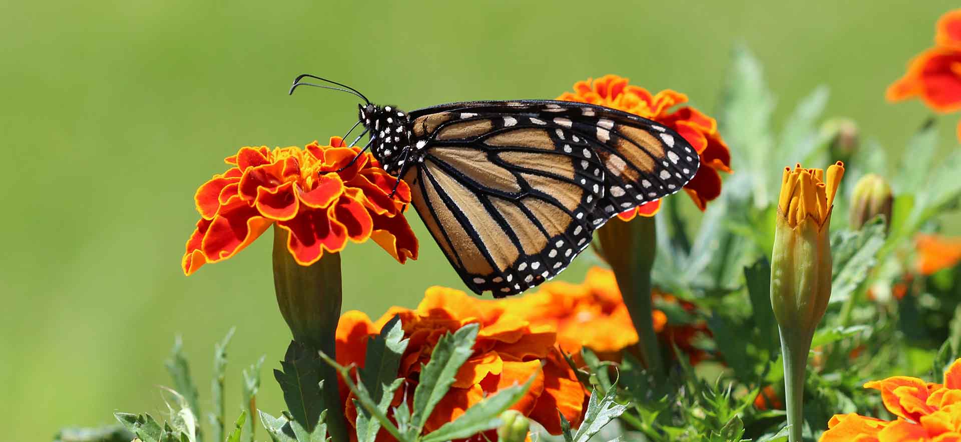 Biodiversity Intactness Index | BioDB